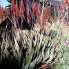 Thumbnail #1 of Aloe aculeata by palmbob