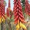 Thumbnail #4 of Aloe aculeata by palmbob