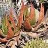 Thumbnail #3 of Aloe aculeata by palmbob