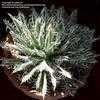 Thumbnail #2 of Agave parviflora by catevala