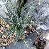Thumbnail #4 of Agave parviflora by palmbob