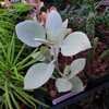 Thumbnail #3 of Kalanchoe hildebrandtii by palmbob