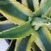 Thumbnail #3 of Agave americana by palmbob