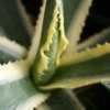 Thumbnail #4 of Agave americana by Calif_Sue