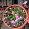 Thumbnail #3 of Lewisia cotyledon by Happenstance