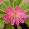 Thumbnail #4 of Lewisia cotyledon by ladyannne