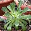 Thumbnail #1 of Lewisia cotyledon by Happenstance