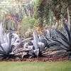 Thumbnail #2 of Agave beauleriana by palmbob