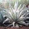 Thumbnail #1 of Agave beauleriana by palmbob