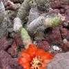 Thumbnail #2 of Austrocylindropuntia verschaffeltii by palmbob