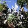 Thumbnail #5 of Agave beauleriana by palmbob