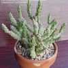 Thumbnail #4 of Austrocylindropuntia verschaffeltii by oldmudhouse