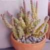 Thumbnail #3 of Austrocylindropuntia verschaffeltii by oldmudhouse