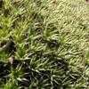 Thumbnail #1 of Deuterocohnia brevifolia by palmbob