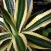 Thumbnail #4 of Agave univittata by Calif_Sue