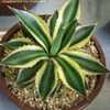 Thumbnail #5 of Agave univittata by Terri1948