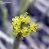 Thumbnail #3 of Euphorbia mauritanica by palmbob