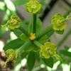 Thumbnail #5 of Euphorbia mauritanica by Happenstance