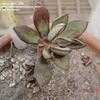 Thumbnail #3 of Echeveria nodulosa by cactus_lover