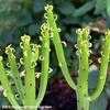 Thumbnail #1 of Euphorbia leucadendron by Happenstance