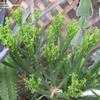 Thumbnail #5 of Euphorbia leucadendron by palmbob