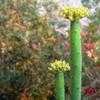 Thumbnail #4 of Euphorbia leucadendron by RWhiz