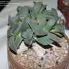 Thumbnail #4 of Aloinopsis rubrolineata by palmbob