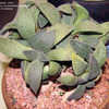 Thumbnail #5 of Aloinopsis rubrolineata by palmbob