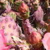 Thumbnail #3 of Opuntia  by Kell