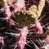 Thumbnail #4 of Opuntia  by Kell