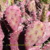 Thumbnail #2 of Opuntia  by Kell