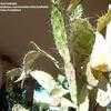 Thumbnail #1 of Opuntia monacantha var. variegata by KactusKathi