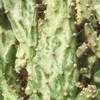 Thumbnail #3 of Opuntia monacantha var. variegata by Xenomorf