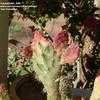 Thumbnail #4 of Opuntia monacantha var. variegata by KactusKathi