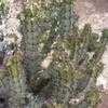 Thumbnail #1 of Euphorbia coerulescens by palmbob