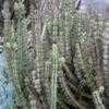 Thumbnail #2 of Euphorbia coerulescens by palmbob