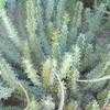 Thumbnail #4 of Euphorbia coerulescens by RWhiz