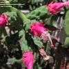 Thumbnail #3 of Nopalea cochenillifera by palmbob