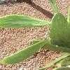 Thumbnail #5 of Nopalea cochenillifera by Xenomorf
