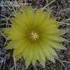 Thumbnail #3 of Leuchtenbergia principis by apachetrail