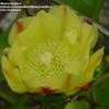 Thumbnail #1 of Opuntia monacantha by Monocromatico