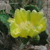Thumbnail #5 of Opuntia monacantha by revlar