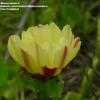 Thumbnail #2 of Opuntia monacantha by Monocromatico