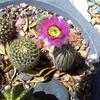 Thumbnail #2 of Echinocereus reichenbachii by GiaVette