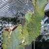 Thumbnail #3 of Euphorbia ammak var. variegata by Happenstance