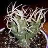 Thumbnail #3 of Tephrocactus articulatus var. papyracanthus by Happenstance