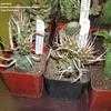 Thumbnail #1 of Tephrocactus articulatus var. papyracanthus by palmbob