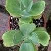 Thumbnail #1 of Kalanchoe marmorata by Happenstance