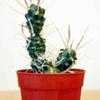 Thumbnail #5 of Tephrocactus articulatus var. papyracanthus by ocimum_nate