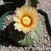 Thumbnail #5 of Astrophytum asterias by cacti_lover